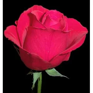 Роза "Красная луна"(Red moon)